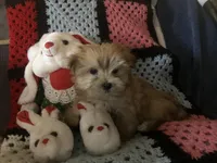 Sadie, a female Morkie for sale in Williamsburg, MO – Photo 1 of 8