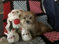 Sadie, a female Morkie for sale in Williamsburg, MO – Photo 5 of 8