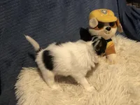 Rambo, a male Papillon for sale in Williamsburg, MO – Photo 5 of 7