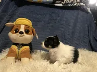 Rambo, a male Papillon for sale in Williamsburg, MO – Photo 4 of 7