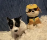 Rambo, a male Papillon for sale in Williamsburg, MO – Photo 3 of 7