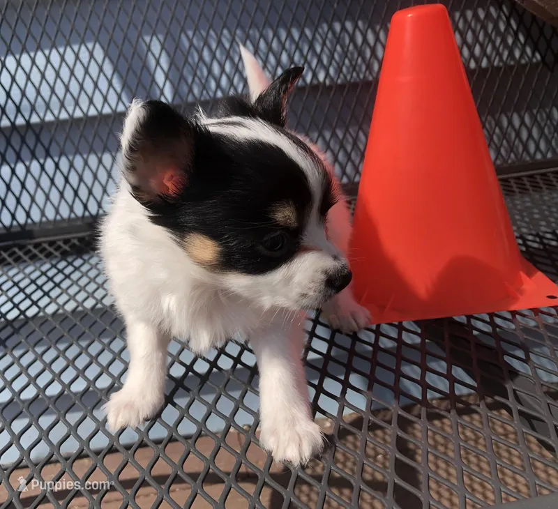 Rambo – Papillon puppy for sale in Williamsburg, MO