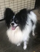 Rambo, a male Papillon for sale in Williamsburg, MO – Photo 6 of 7
