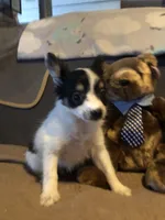 Rambo, a male Papillon for sale in Williamsburg, MO – Photo 6 of 8