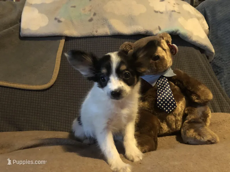 Rambo – Papillon puppy for sale in Williamsburg, MO
