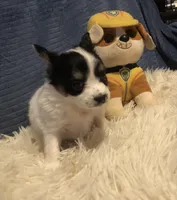 Rambo, a male Papillon for sale in Williamsburg, MO – Photo 2 of 7