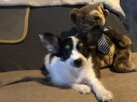 Rambo, a male Papillon for sale in Williamsburg, MO – Photo 3 of 8