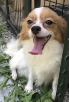 Rambo, a male Papillon for sale in Williamsburg, MO – Photo 7 of 7