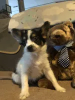 Rambo, a male Papillon for sale in Williamsburg, MO – Photo 2 of 8