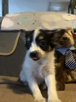 Rambo, a male Papillon for sale in Williamsburg, MO – Photo 4 of 8