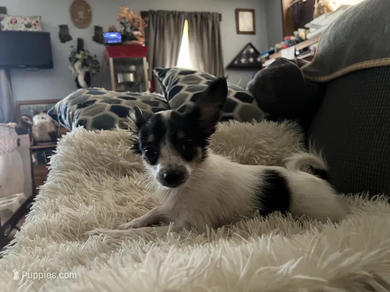 Rambo – Papillon puppy for sale in Williamsburg, MO