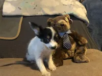 Rambo, a male Papillon for sale in Williamsburg, MO – Photo 5 of 8