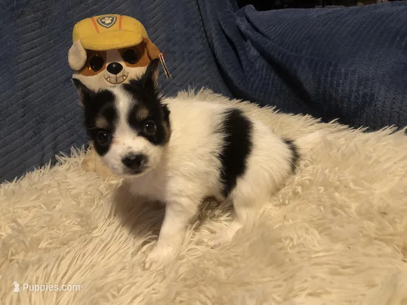 Rambo – Papillon puppy for sale in Williamsburg, MO