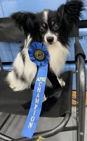 Kendra, a female Papillon for sale in Williamsburg, MO – 5 of 6