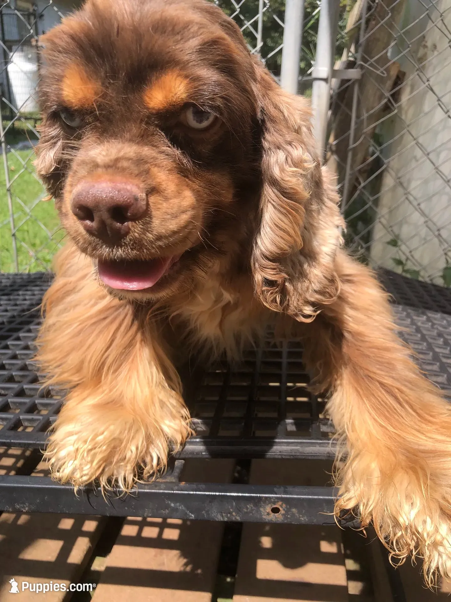 Charlie , a male Cocker Spaniel for sale in Williamsburg, MO – 6 of 6