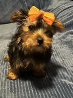 Willow, a female Yorkshire Terrier for sale in Williamsburg, MO – 2 of 7