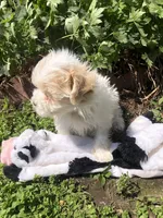 Patches, a male Maltipoo for sale in Williamsburg, MO – Photo 4 of 7