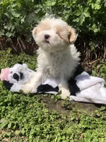 Patches, a male Maltipoo for sale in Williamsburg, MO – Photo 5 of 7