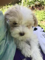 Patches, a male Maltipoo for sale in Williamsburg, MO – Photo 2 of 7