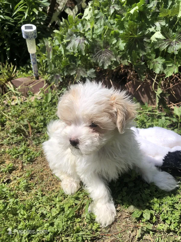 Patches – Maltipoo puppy for sale in Williamsburg, MO