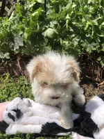 Patches, a male Maltipoo for sale in Williamsburg, MO – Photo 3 of 7