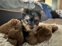 Codi, a male Yorkshire Terrier for sale in Williamsburg, MO – 3 of 7