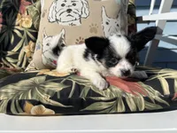Karl, a male Papillon for sale in Williamsburg, MO – 4 of 4