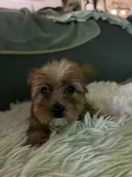 Sable, a male Yorkshire Terrier for sale in Williamsburg, MO – 5 of 7