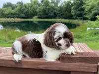 Mocha, a male Cocker Spaniel for sale in Williamsburg, MO – 2 of 4