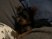 Serenity, a female Yorkshire Terrier for sale in Williamsburg, MO – 5 of 7
