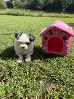 Cinder, a male Morkie for sale in Williamsburg, MO – 3 of 7