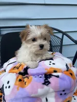 Reena, a female Morkie for sale in Williamsburg, MO – 4 of 6