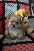 Sam, a male Morkie for sale in Williamsburg, MO – Photo 1 of 7