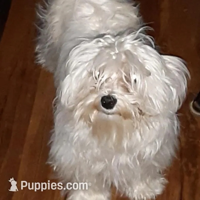 Sam, a male Morkie for sale in Williamsburg, MO – Photo 7 of 7