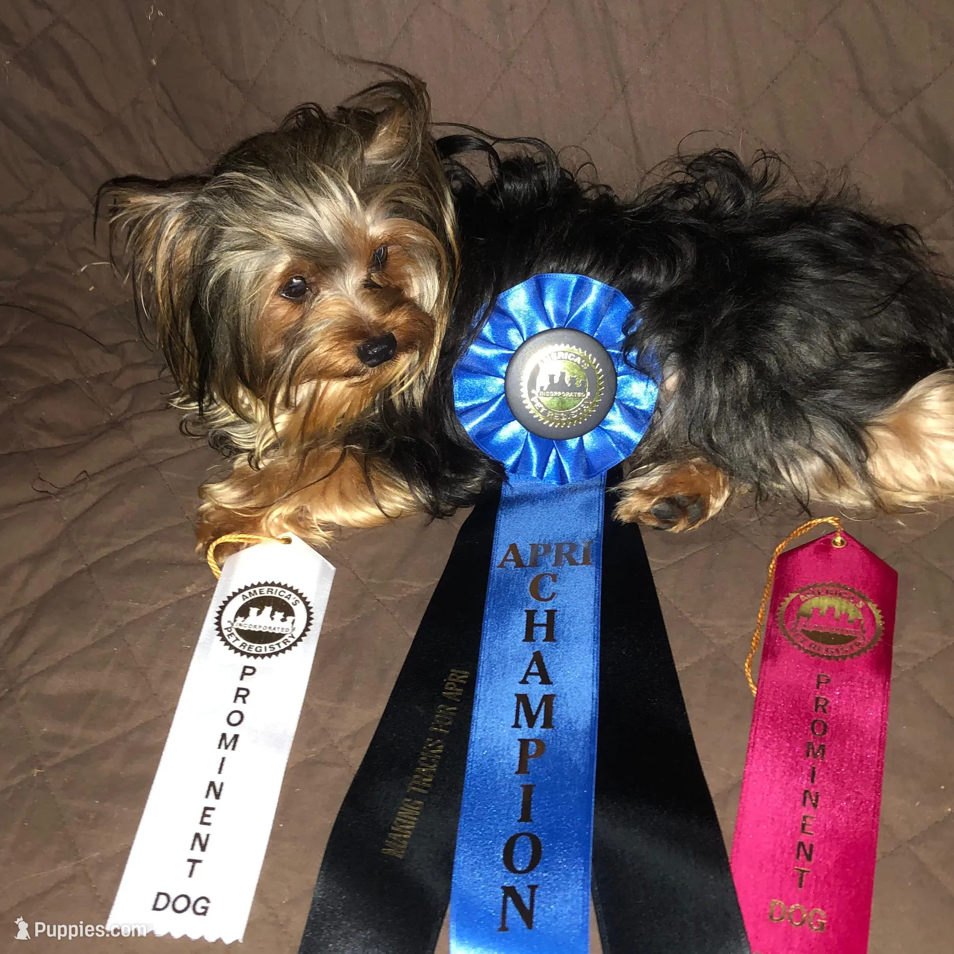 Sam, a male Morkie for sale in Williamsburg, MO – Photo 6 of 7