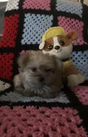 Sam, a male Morkie for sale in Williamsburg, MO – Photo 4 of 7