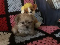 Sam, a male Morkie for sale in Williamsburg, MO – Photo 2 of 7