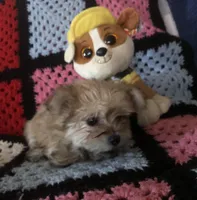 Sam, a male Morkie for sale in Williamsburg, MO – Photo 5 of 7