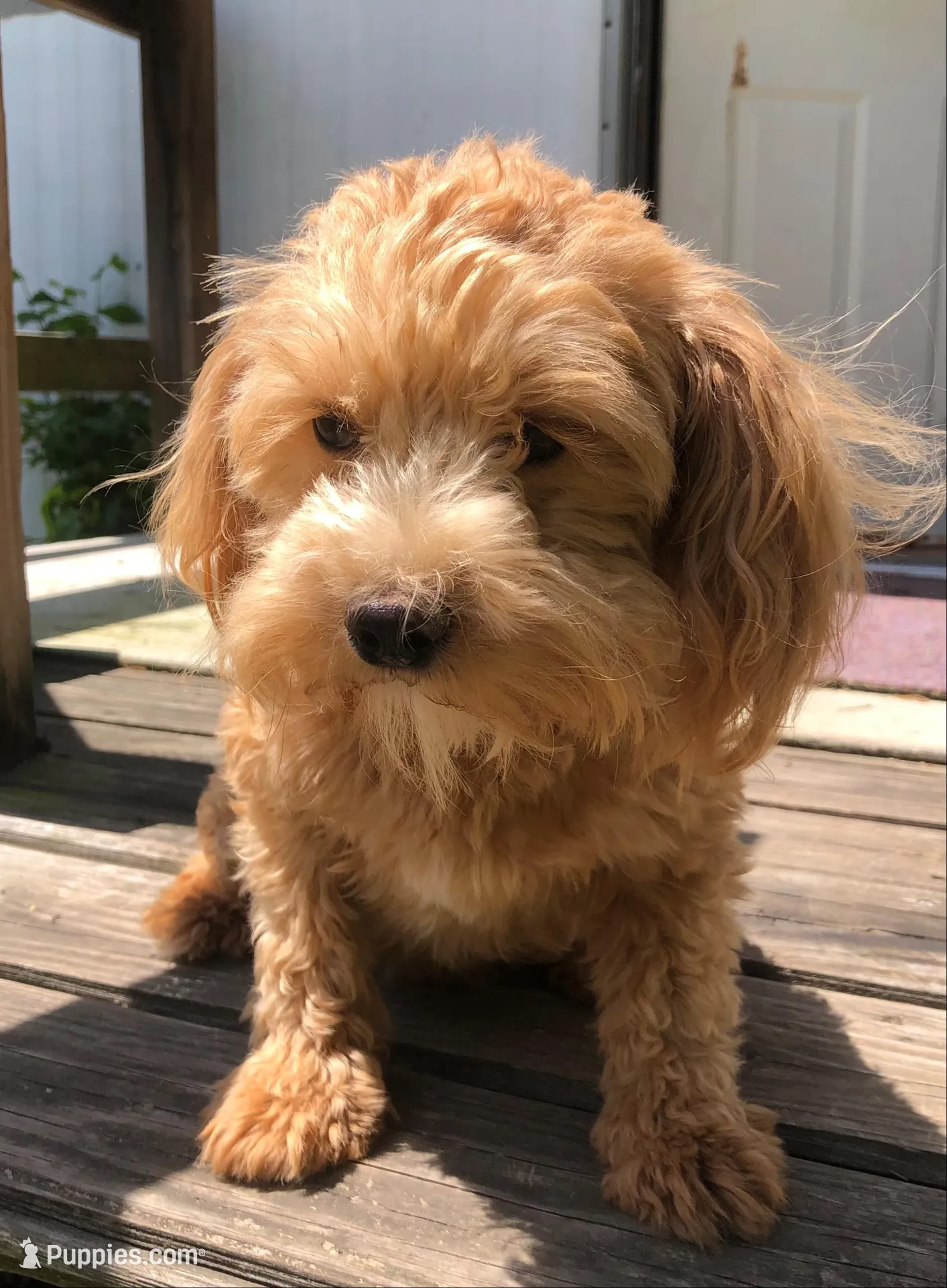 Tiney, a female Maltipoo for sale in Williamsburg, MO – Photo 6 of 7