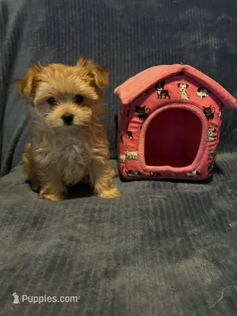 Porshia – Morkie puppy for sale in Williamsburg, MO