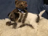 Rory, a male Papillon for sale in Williamsburg, MO – Photo 4 of 7