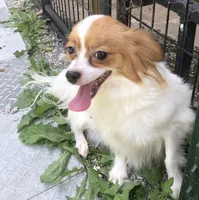 Rory, a male Papillon for sale in Williamsburg, MO – Photo 6 of 7