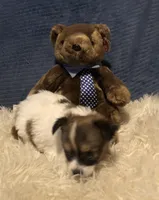 Rory, a male Papillon for sale in Williamsburg, MO – Photo 2 of 7