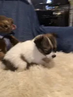 Rory, a male Papillon for sale in Williamsburg, MO – Photo 3 of 7