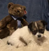 Rory, a male Papillon for sale in Williamsburg, MO – Photo 5 of 7