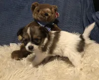 Rory, a male Papillon for sale in Williamsburg, MO – Photo 1 of 7