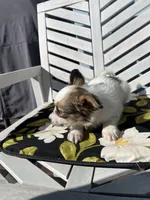Kane, a male Papillon for sale in Williamsburg, MO – 2 of 5