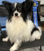 Kane, a male Papillon for sale in Williamsburg, MO – 4 of 5