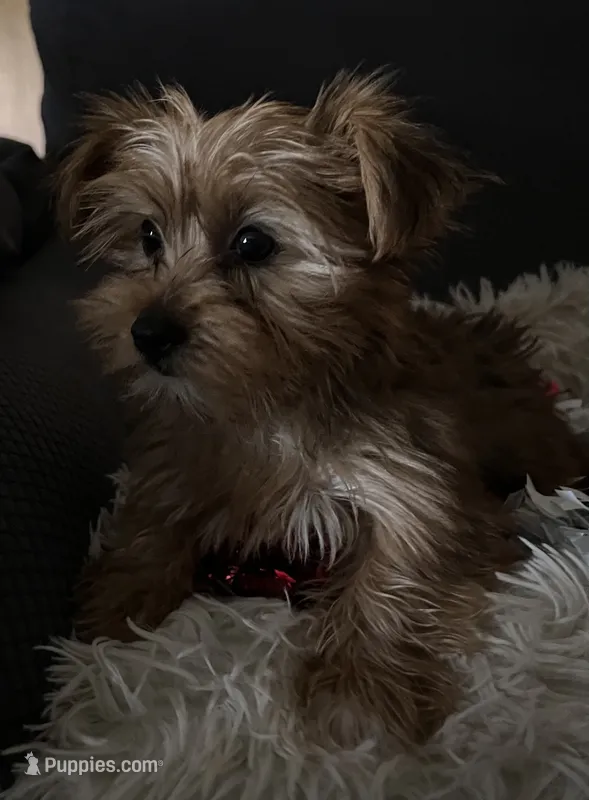 Sammy – Yorkshire Terrier puppy for sale in Williamsburg, MO