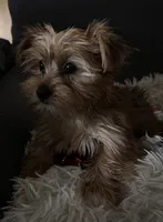 Sammy, a male Yorkshire Terrier for sale in Williamsburg, MO – 1 of 7
